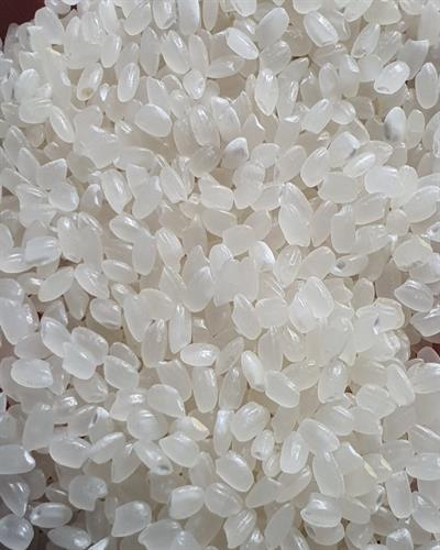 JAPONICA RICE